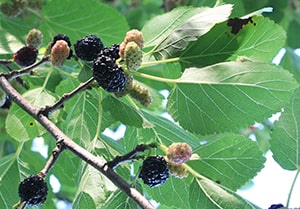 Früche und Blätter des Schwarzen Maulbeerbaums