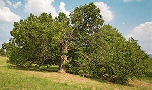 Maulbeerbaum (nigra)