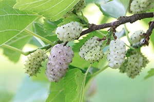 Früchte des Weißen Maulbeerbaums